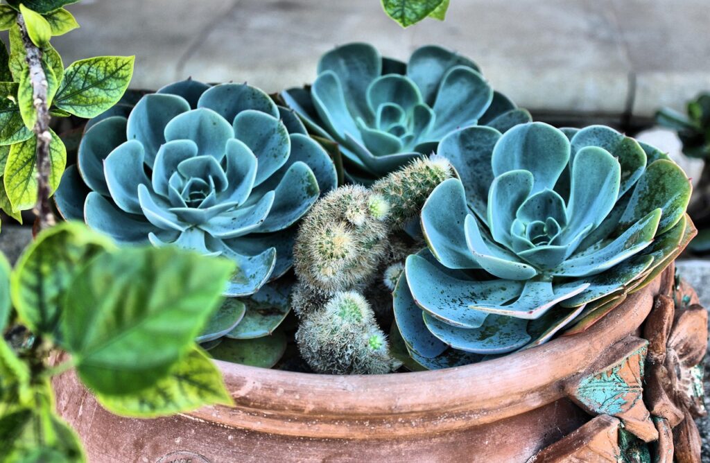 Migliori piante grasse per il giardino: ecco quali scegliere