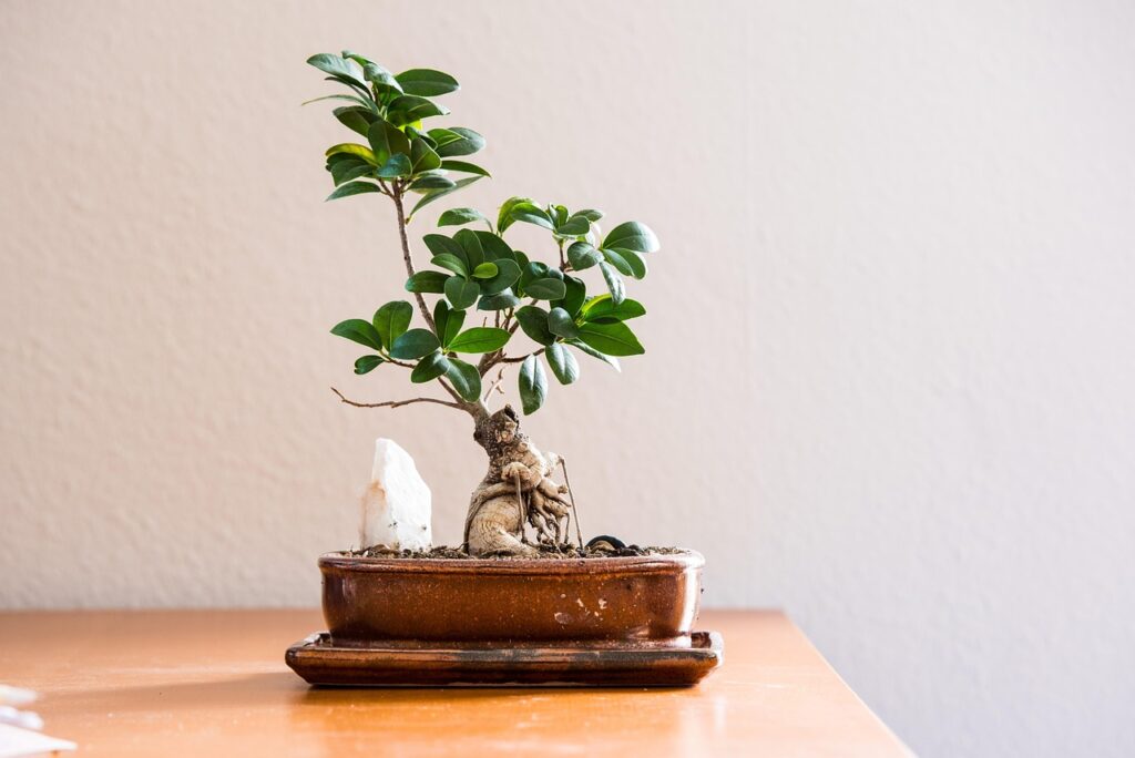 Come potare bonsai ficus: i tre trucchetti del giardiniere esperto